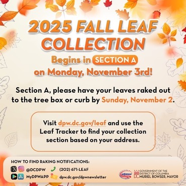 Section A Leaf Collection