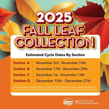 2025 fall leaf collection