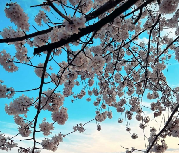 Cherry Blossom Festival