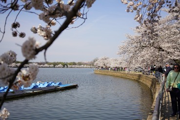 Cherry blossoms near the Tidal Basin.