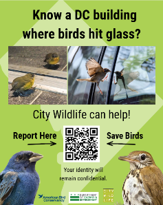 Bird Flyer