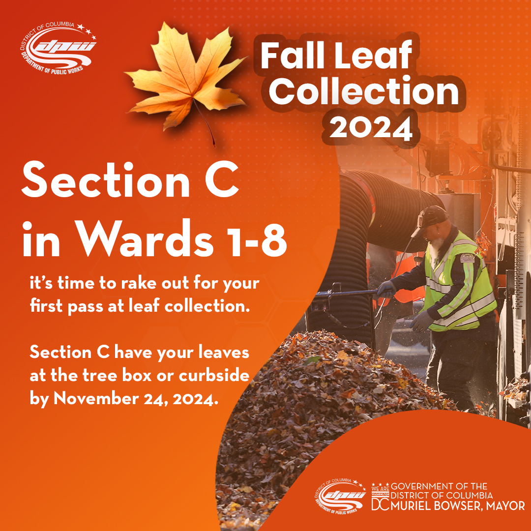 Fall Leaf Collection Section C