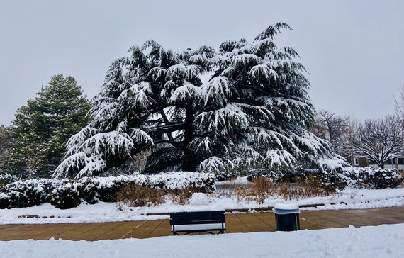 An enormous cedar tree, as wide as it is tall, is covered in snow on a winter day.