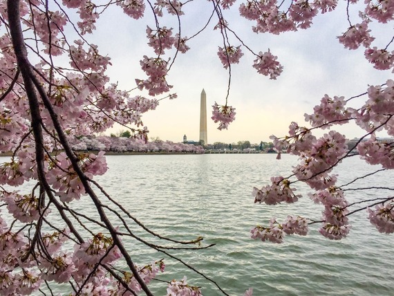 Cherry blossoms frame the Washington Monument over the Tidal Basin. Photo Credit: Victoria Stauffenberg, National Park Service