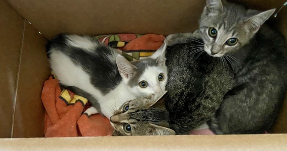 Kittens in a box