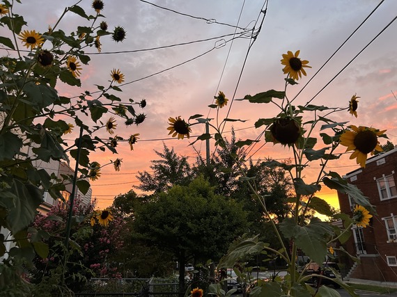 August sunset