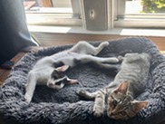 Kittens