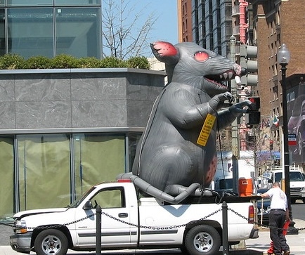Protest rat cropped