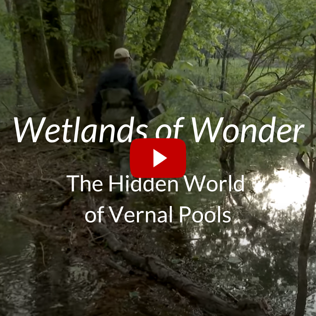 Wetlands of Wonder: The Hidden World of Vernal Pools