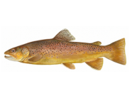 A brown trout