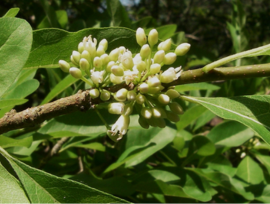 Rare Plants in Delaware