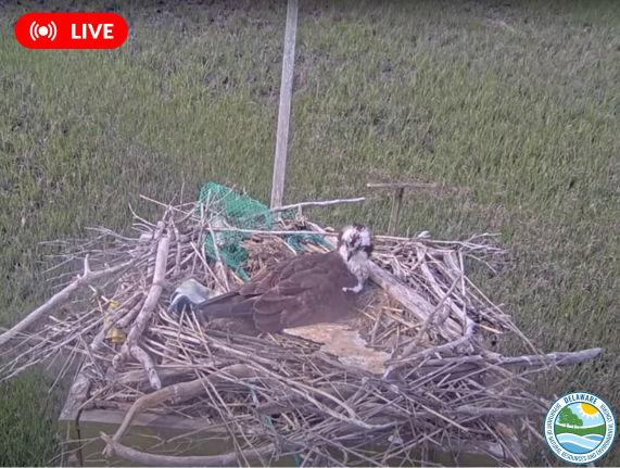 Live Osprey Cam