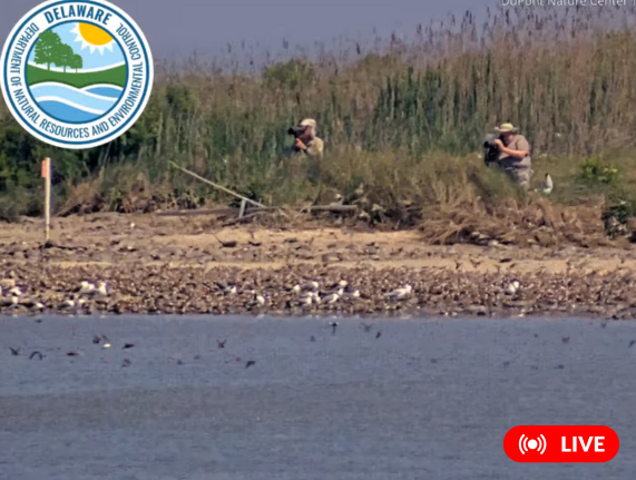 Mispillion harbor live stream