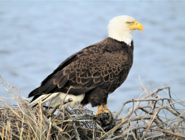 Bald Eagle