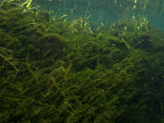 Invasive hydrilla plant