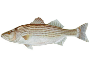 Striped bass illustration by Duane Raver Jr.