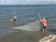 A man and child seining in the Delaware Bay