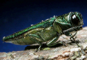 Emerald Ash Borer