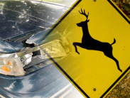 deer crossing sign and damaged car