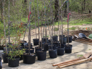 Funding Awarded for Tree-Planting Projects