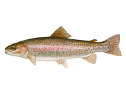 With Annual Fall Trout Stocking in White Clay Creek, DNREC Delivers Angling Opportunities