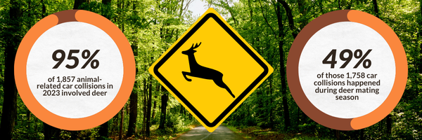 Deer Collisions