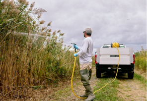 Detailing Delaware’s Marshland Battle Against Invasive Phragmites