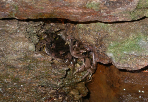 Winter Survival Strategies: A Closer Look at Hibernation in Delaware’s Animal Kingdom