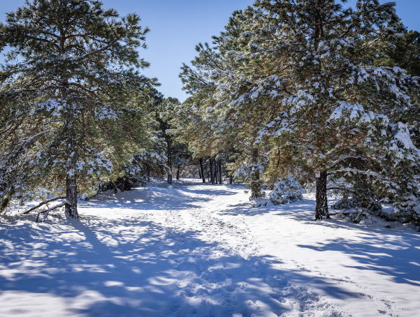 Snow-covered trees at Cape Henlopen State Park's Gordons Pond