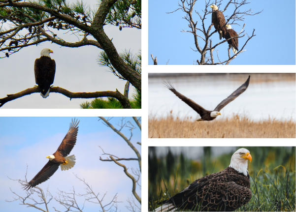 collage of bald eagles