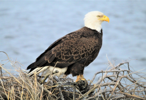 Bald Eagle 