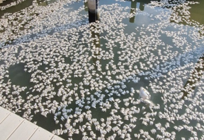 What Fish Die-Offs Mean for Delaware and How DNREC Handles Them