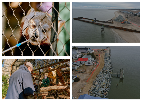 Red Panda, Secretary Patterson, Murderkill Jetty Collage