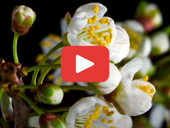 Join Us This Earth Day