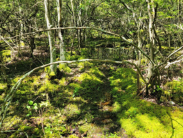 Pocomoke Watershed Wetlands Get Highest Rating in DNREC’s Wetlands Monitoring and Assessment Report Card