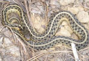 Gone Herpin’ — DNREC Catalogs Delaware’s Reptiles and Amphibians