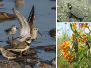 DNREC Works to Revise 2025 Delaware Wildlife Action Plan