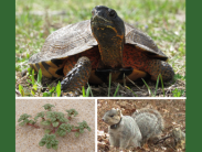wood turtle, plant species in great need of conservation, and a Delmarva fox squirrel