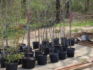 Funding Available for Tree Planting Projects