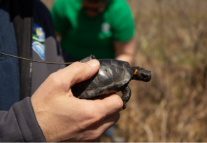 Inside DNREC’s Efforts to Save America’s Tiniest Turtle