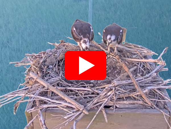 Two ospreys perched on their nest