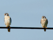 Comments Sought on Draft Delaware Wildlife Action Plan Draft List of Threats and Conservation Actions