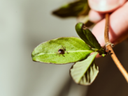 a tick on a leaf
