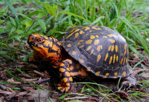 Eastern box turtle on the ground among grass and leaves.