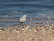 Nomad, the rescued piping plover stands at the shoreline.