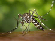 A close-up of an Asian tiger mosquito showing its black body with distinctive white stripes on its legs and body, against a blurred green background.
