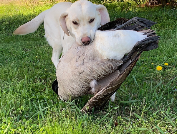 A white dog stands on grass holding a large goose in its mouth, with dandelions and greenery in the background.