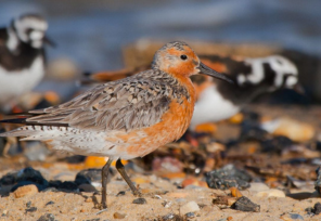 A red knot with reddish-orange plumage stands on a sandy beach with other shorebirds in the background.