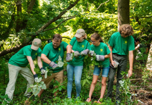 Five volunteers in green shirts work together to pull invasive plants in a wooded area.