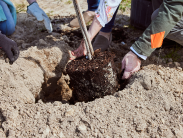 People planting a young tree in a dug hole, with hands steadying the root ball and soil piled around the edges.